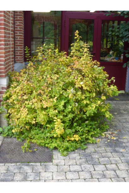 Привабливий екземпляр Abeliophyllum distichum